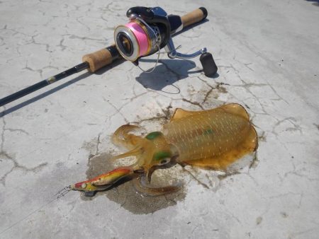 エギング秋シーズン開幕